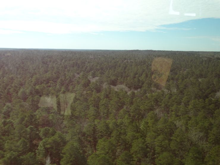 Tree line2.JPG