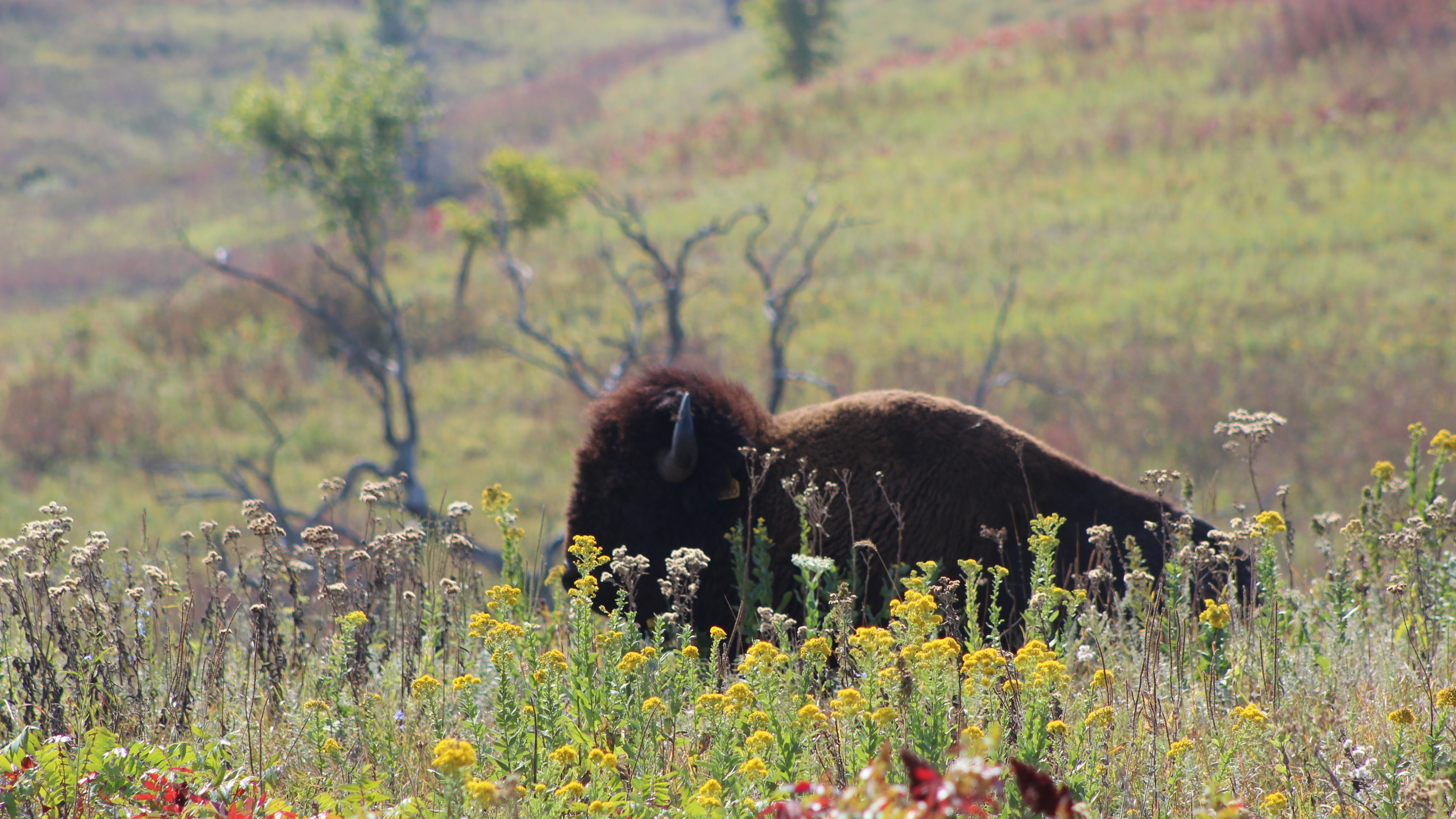 -BuffaloWIDE.jpg