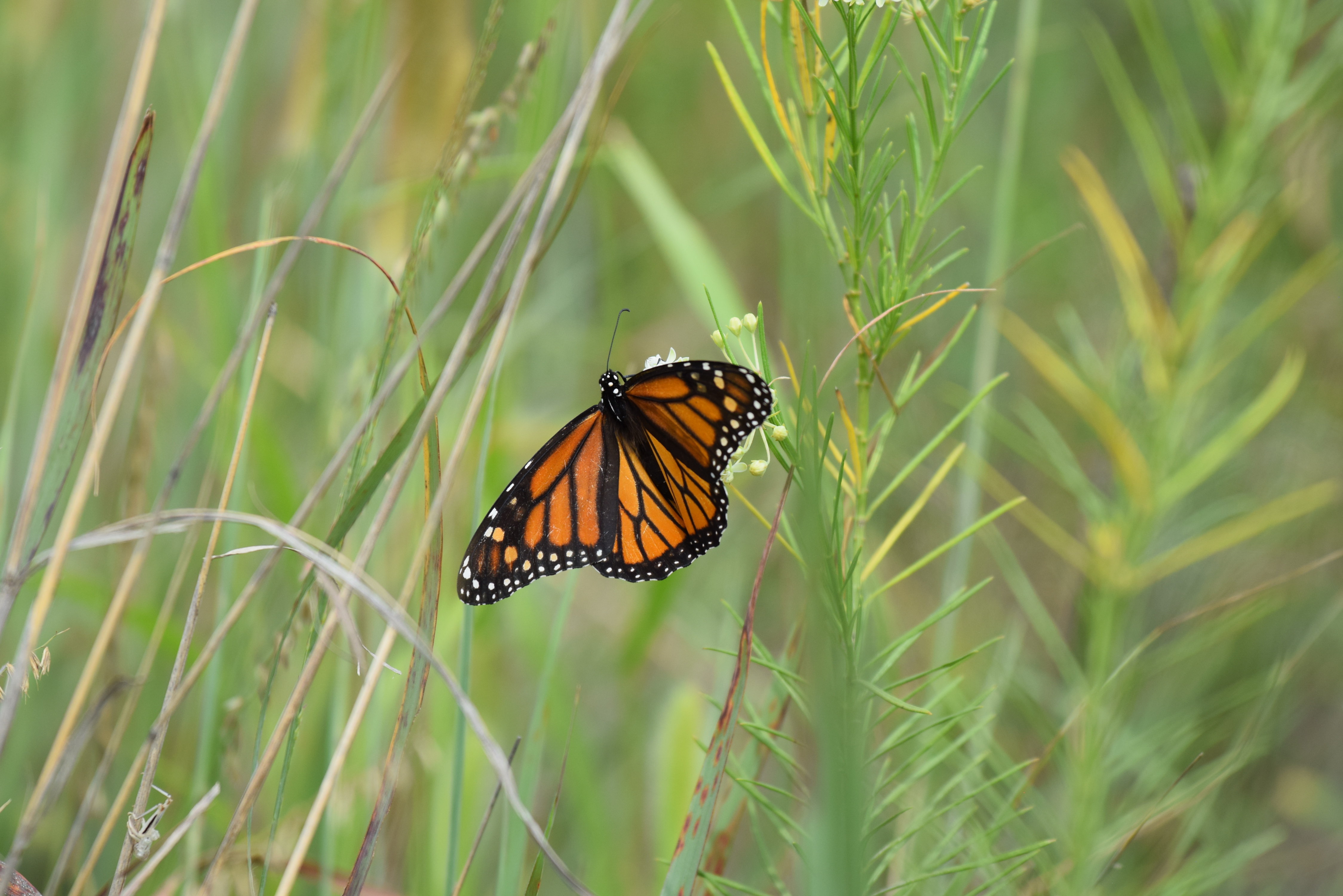 NEWS Butterfly survey 180808-A-FR000-102.JPG