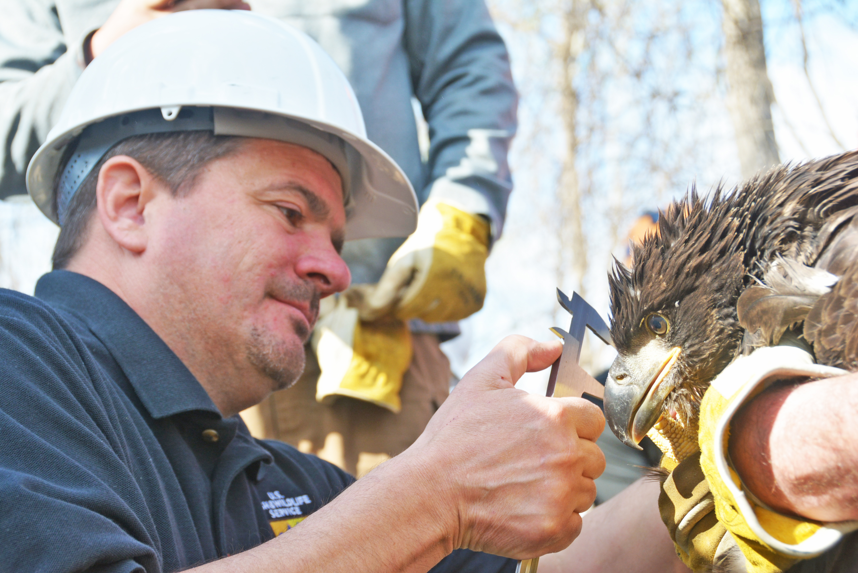 NEWSEagle banding 180430-A-FR000-003.JPG