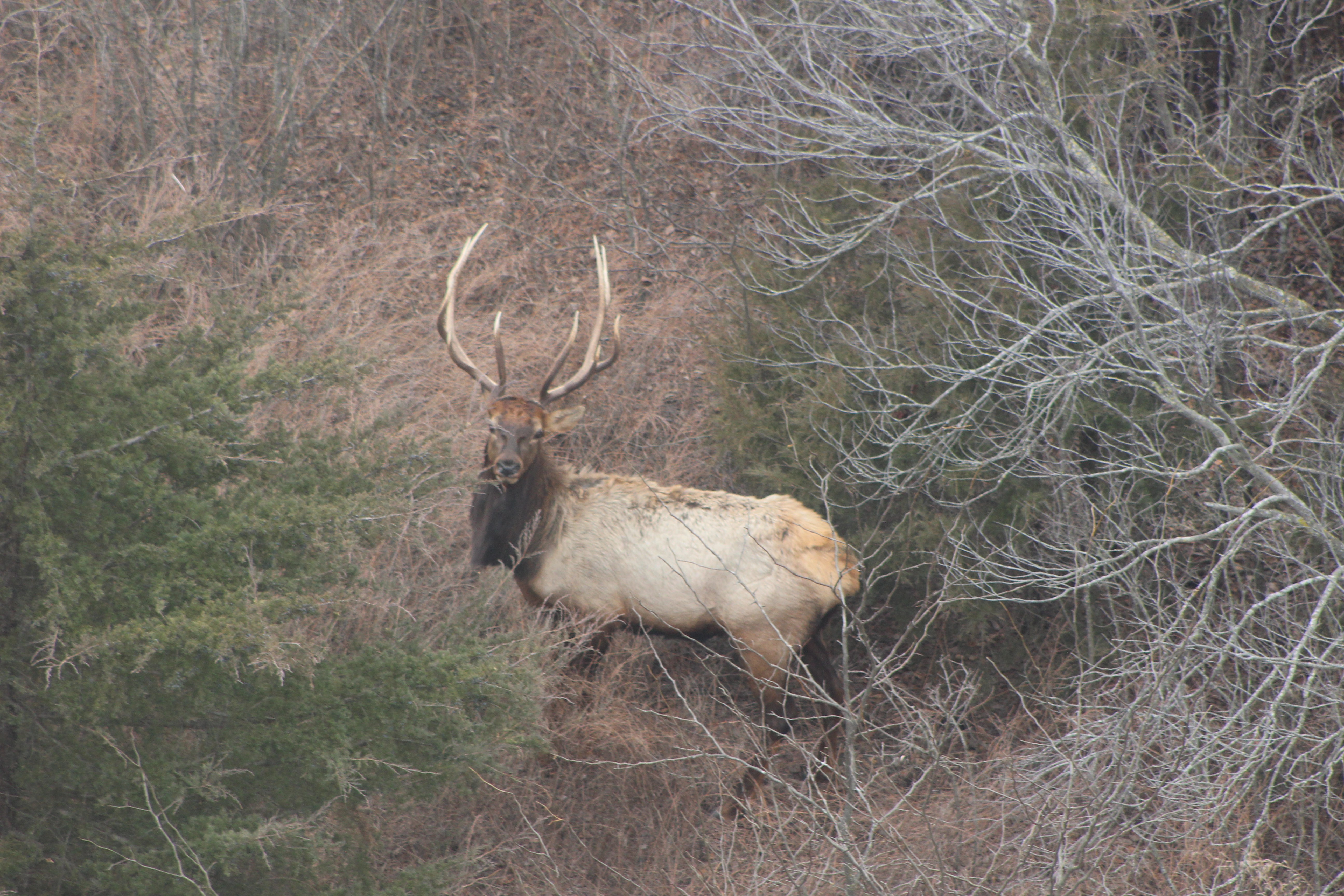 -Elk1.JPG