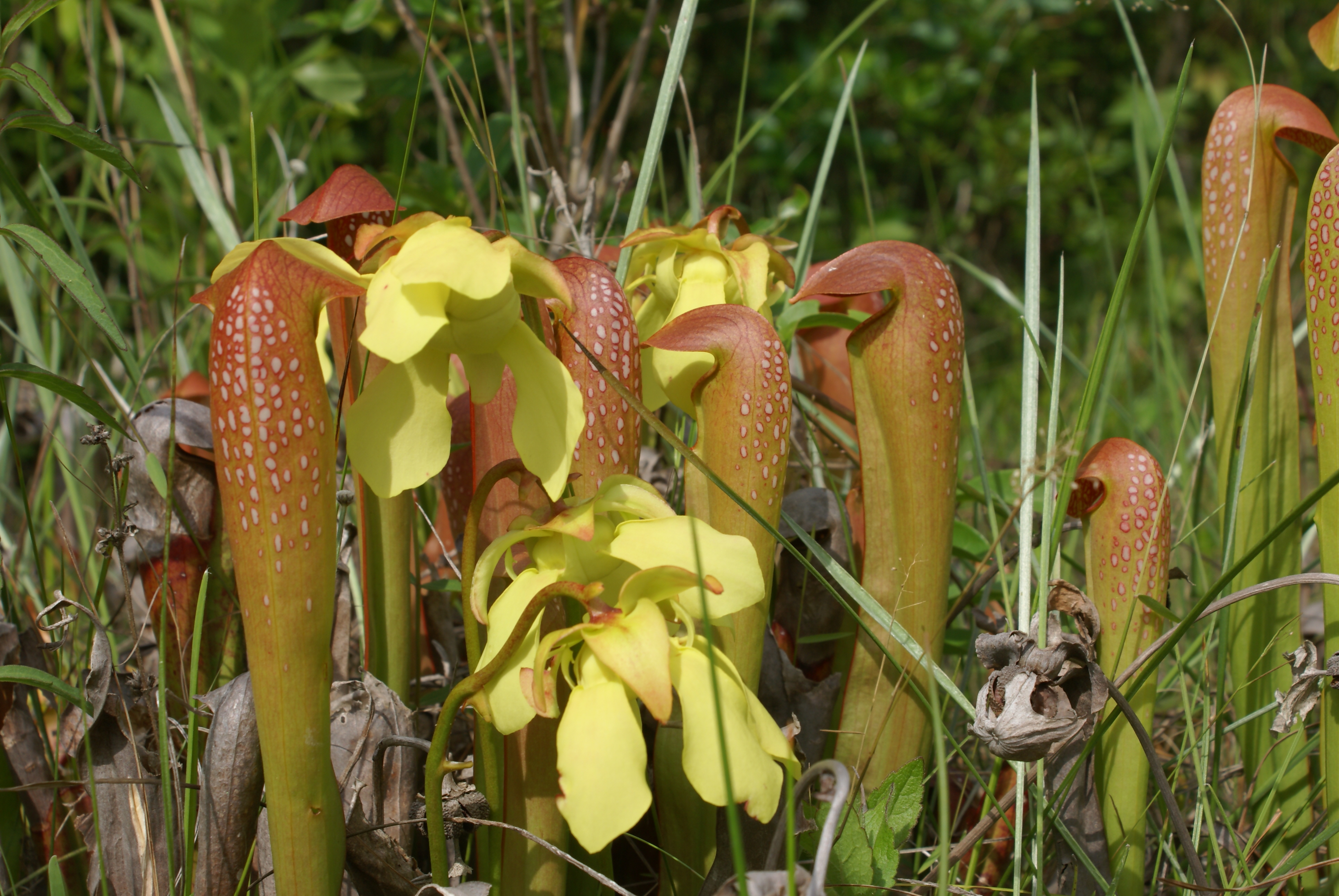 Hooded Pitcher Plant.JPG