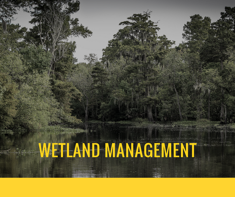 Wetland