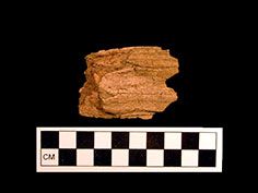 This bison molar fragment was found deeply buried at the McDonald Creek site.