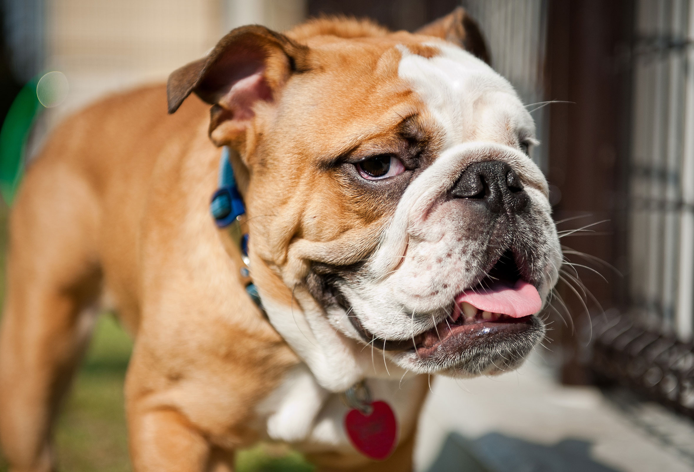 pet-care-for-web-v.jpg
